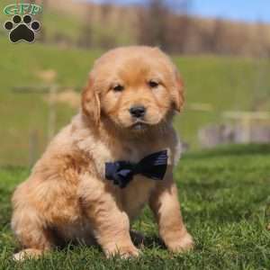 Ross, Golden Retriever Puppy